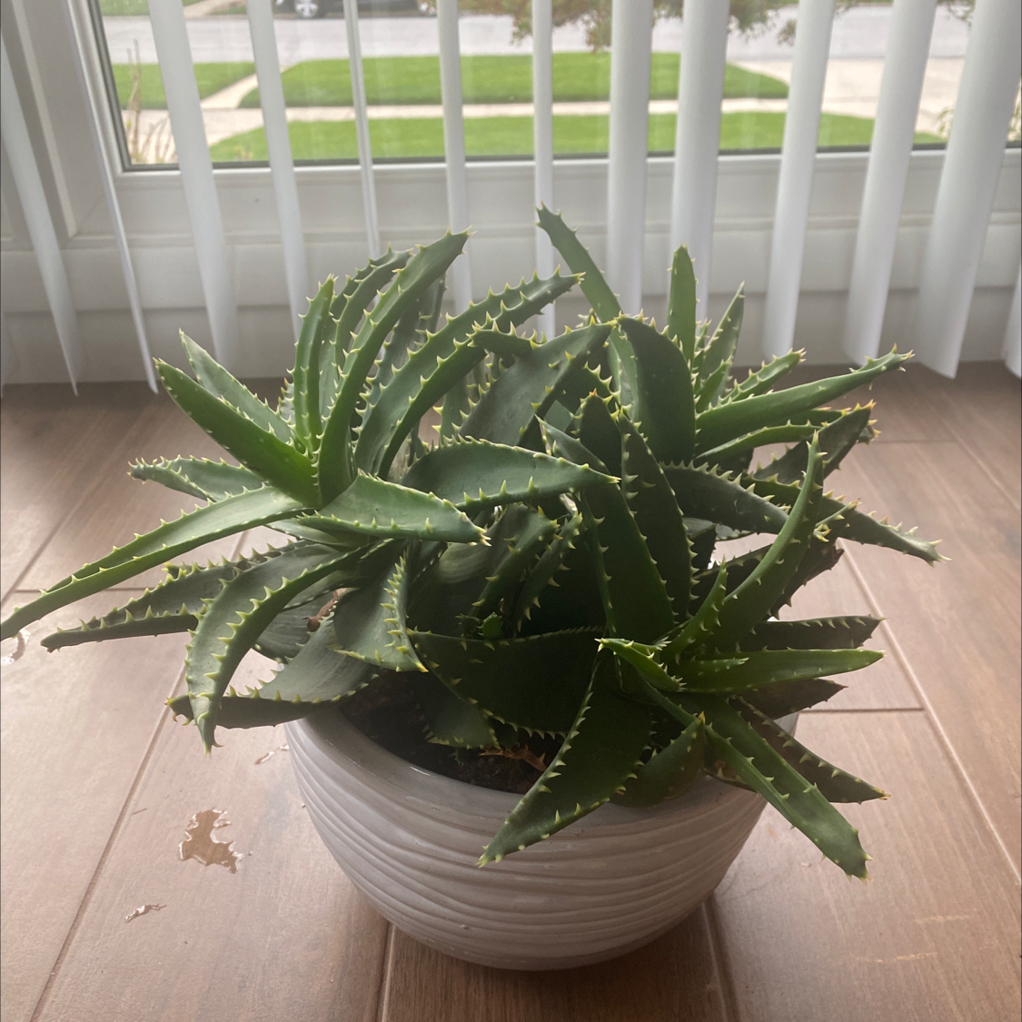 Aloe vera plant photo by @IamReal named Sigmund on Greg, the plant care app.