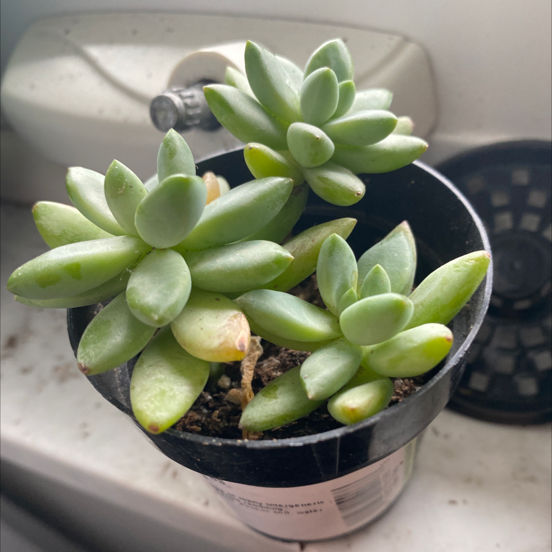 Ghost Plant plant photo by @IamReal named gabi on Greg, the plant care app.