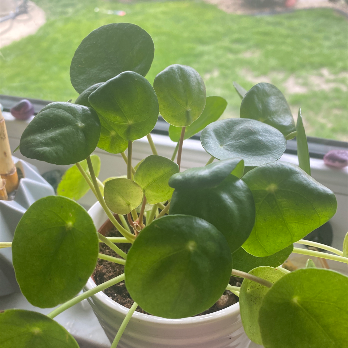 Chinese Money Plant plant photo by @IamReal named lissy on Greg, the plant care app.
