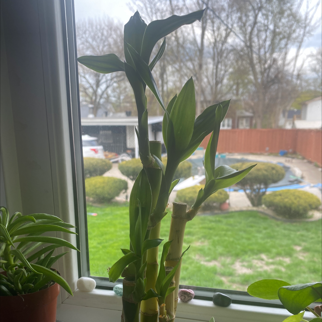 Lucky Bamboo plant photo by @IamReal named terry on Greg, the plant care app.