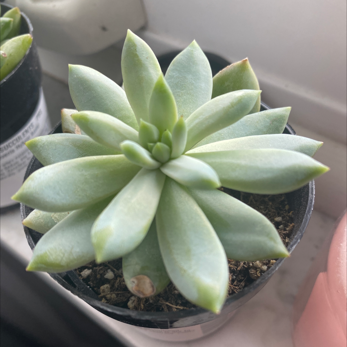 Lipstick Echeveria plant photo by @IamReal named lily on Greg, the plant care app.