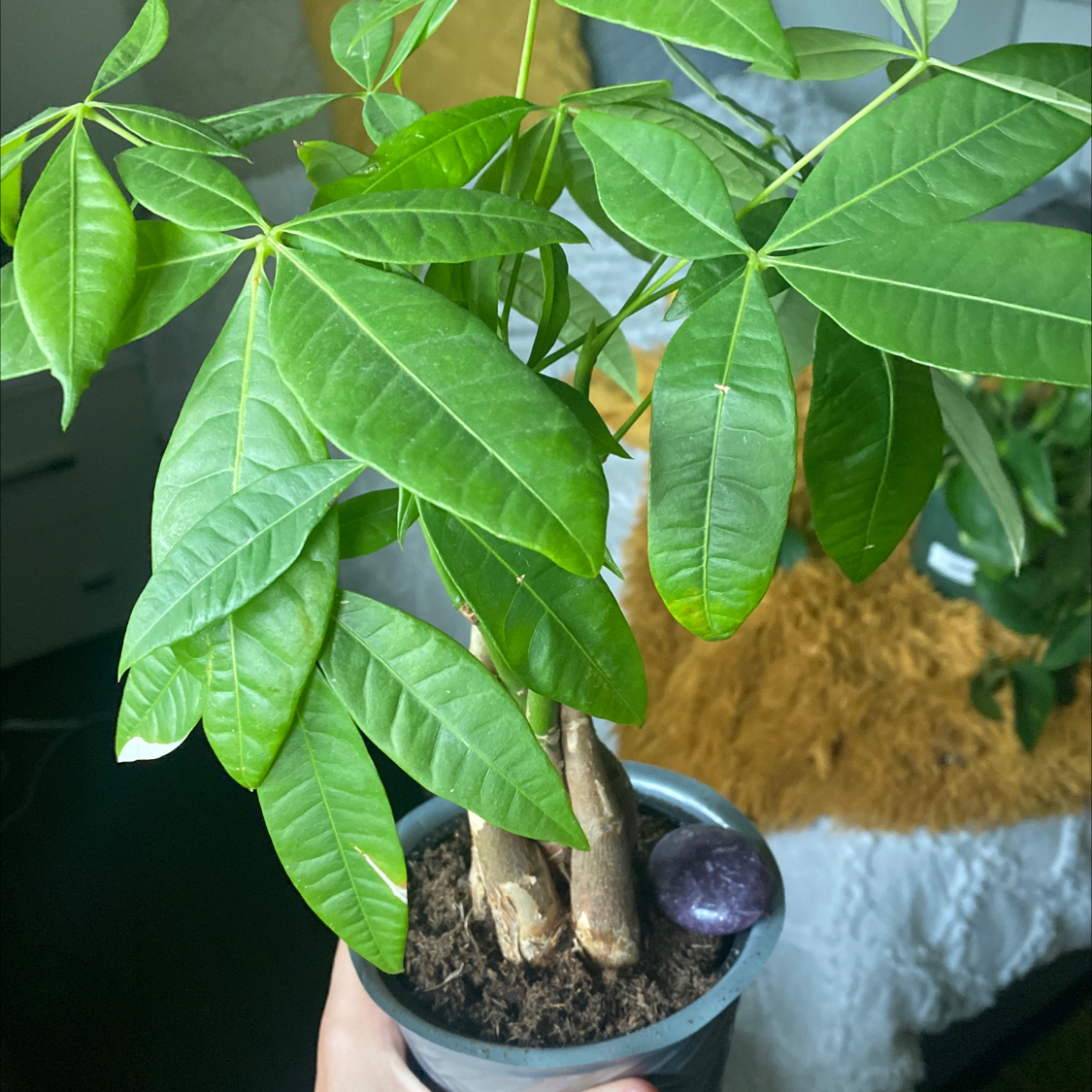 Money Tree plant photo by @IamReal named Beyonce on Greg, the plant care app.