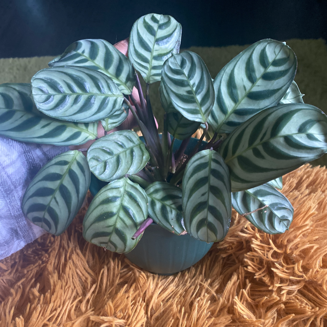 Fishbone Prayer Plant plant photo by @IamReal named nelly on Greg, the plant care app.