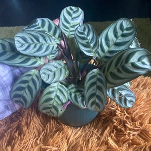 Fishbone Prayer Plant plant photo by Iamreal named nelly on Greg, the plant care app.