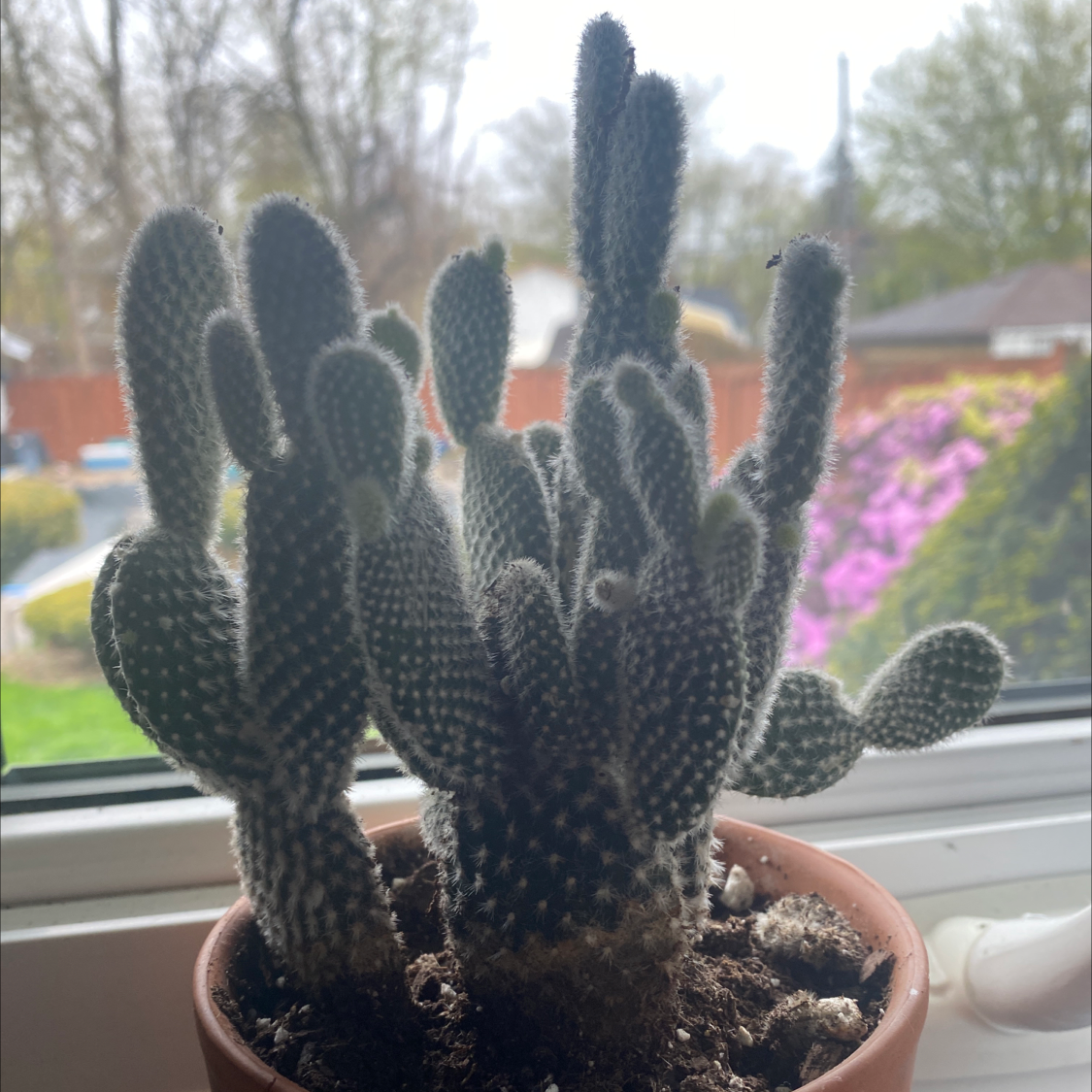 Bunny Ears Cactus plant photo by @IamReal named harry on Greg, the plant care app.