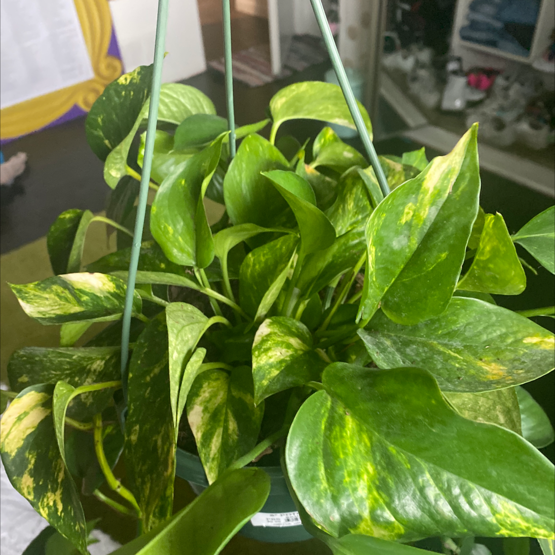 Taro Vine plant photo by @IamReal named falco on Greg, the plant care app.