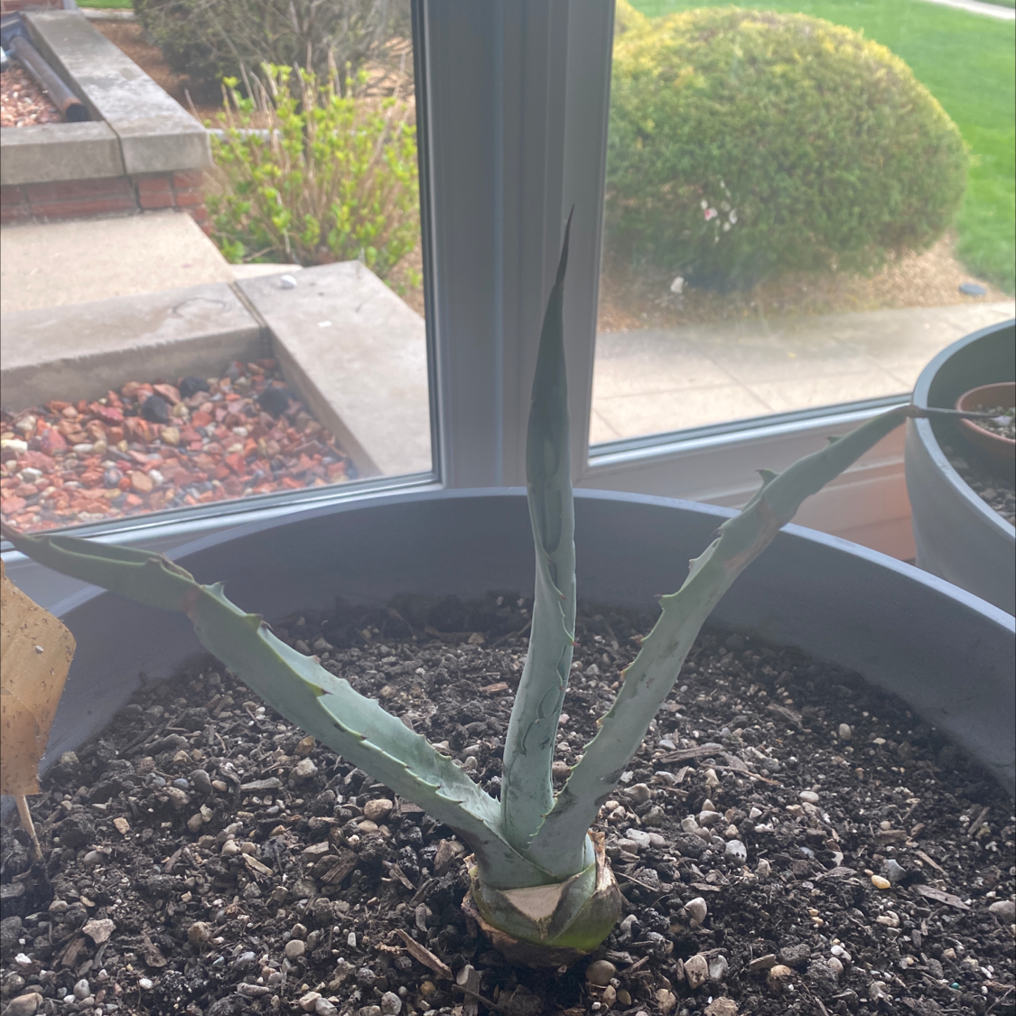 Maguey plant photo by @IamReal named spike on Greg, the plant care app.