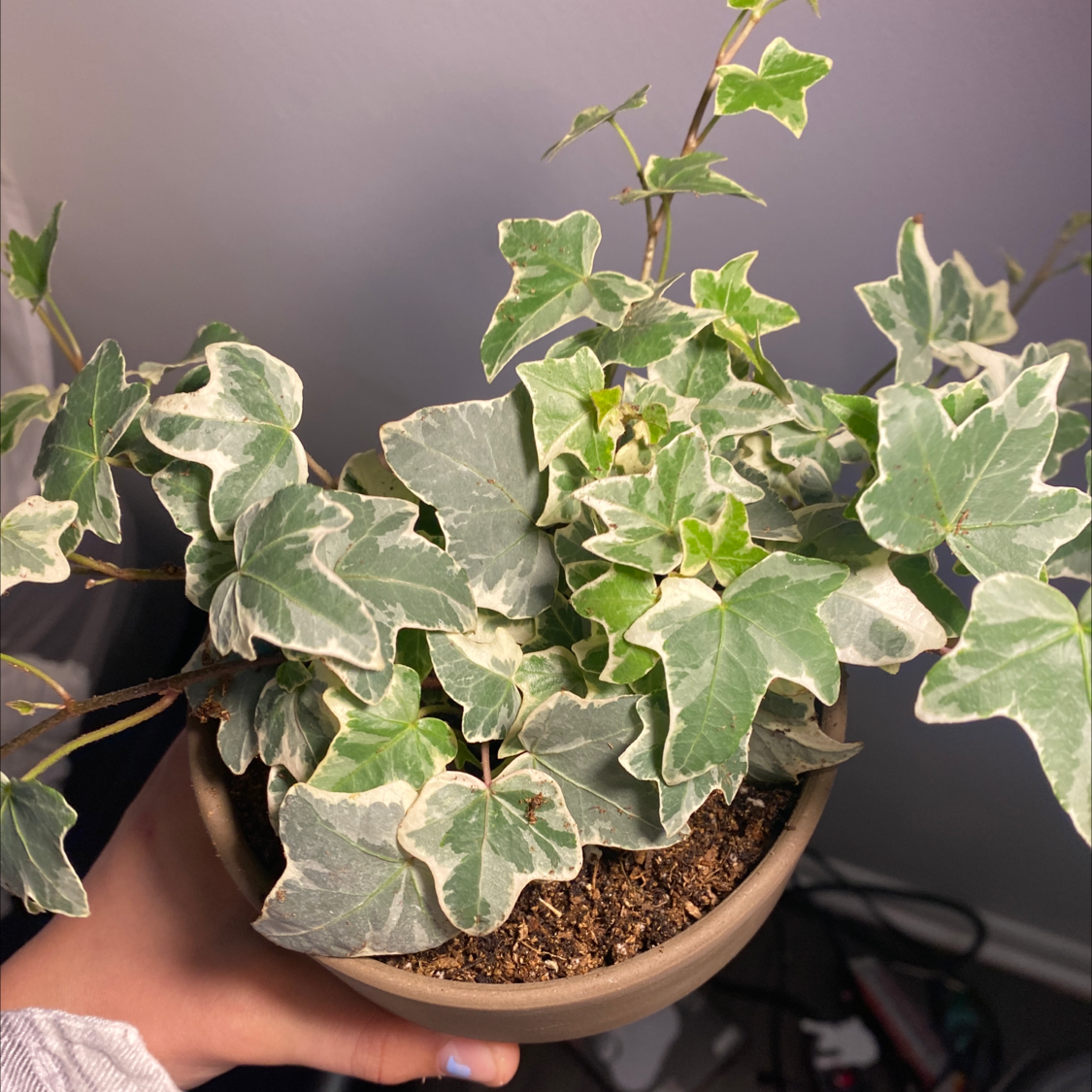 English Ivy plant photo by @IamReal named eva on Greg, the plant care app.