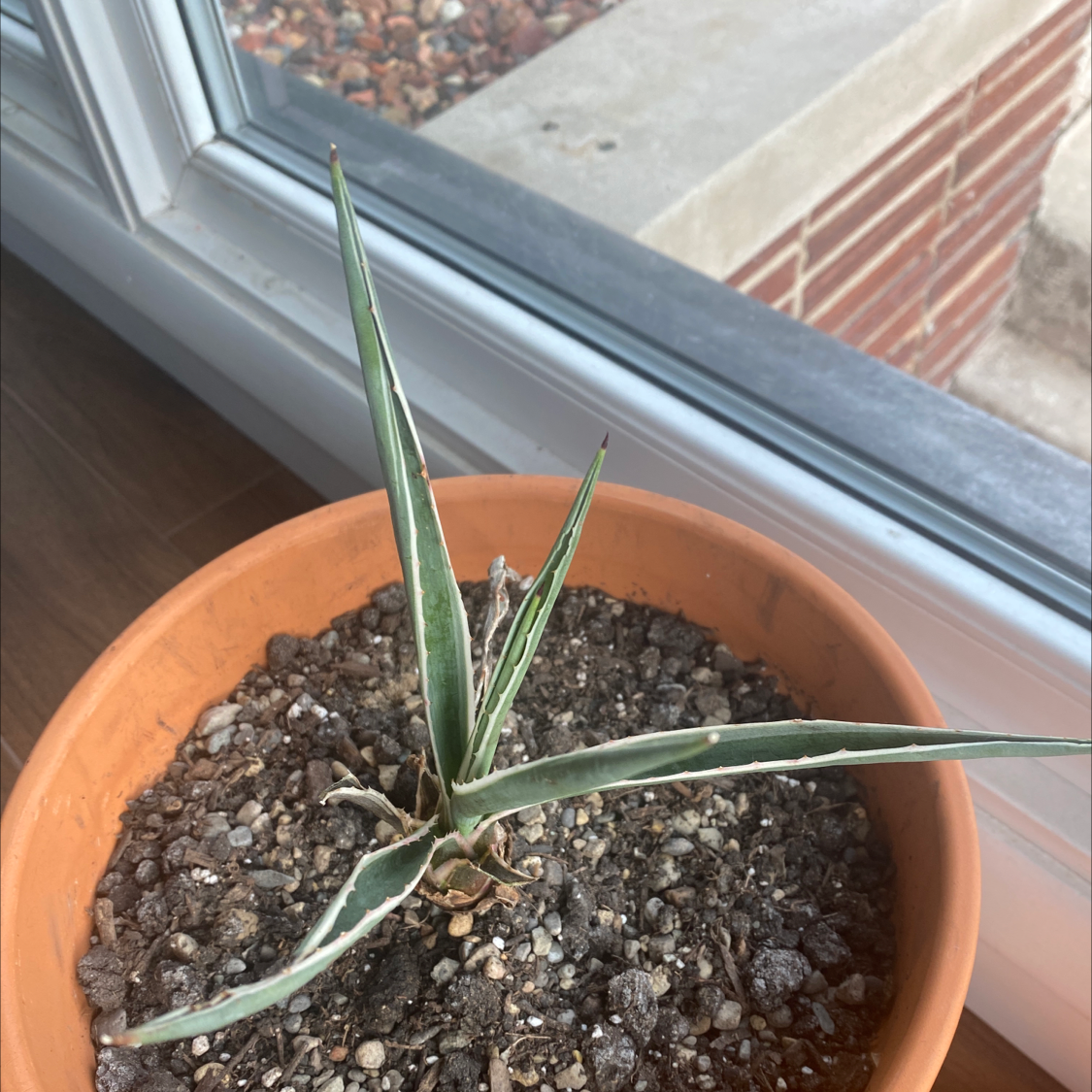 Maguey plant photo by @IamReal named remington on Greg, the plant care app.