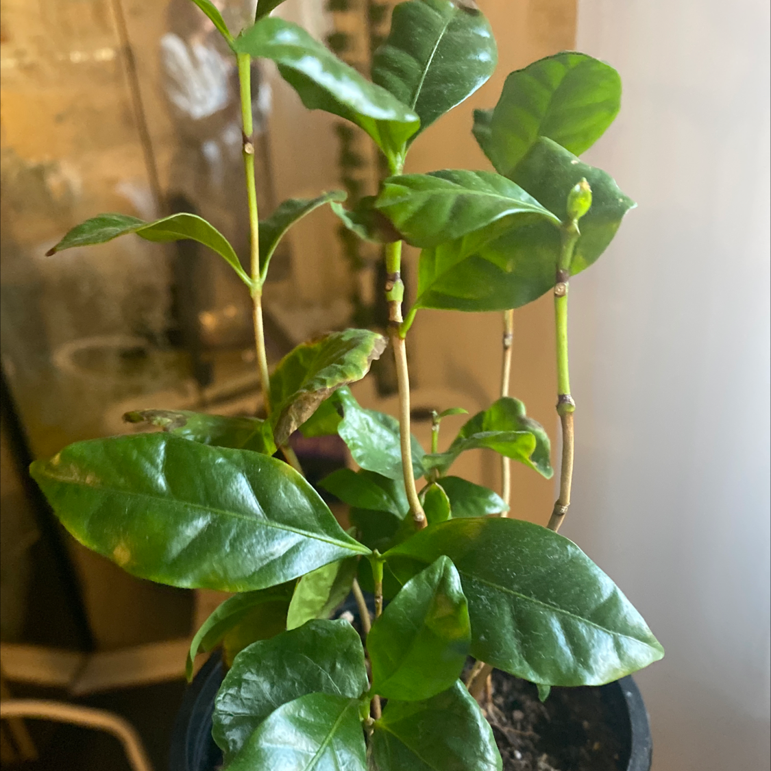 Arabian Coffee Plant plant photo by @IamReal named picky on Greg, the plant care app.