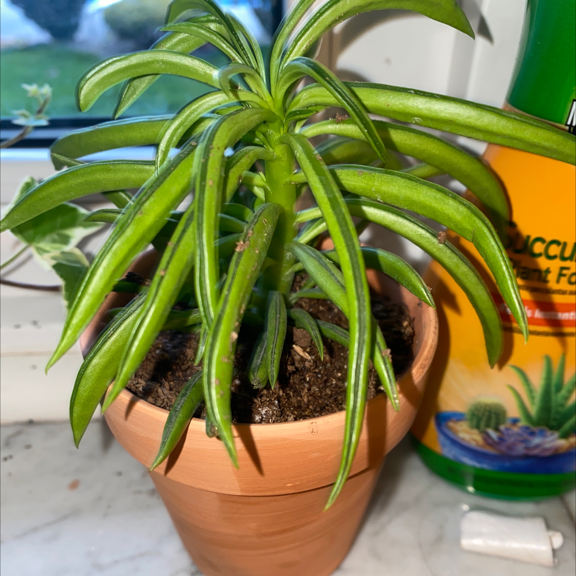 Pincushion Peperomia plant photo by @IamReal named pieck on Greg, the plant care app.