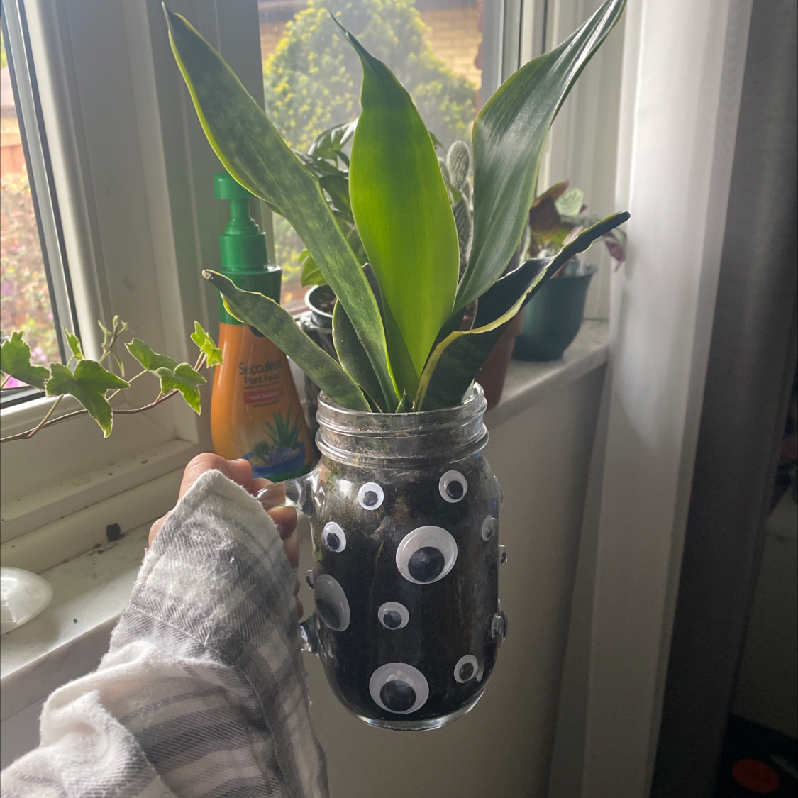 Snake Plant plant photo by @IamReal named nicki on Greg, the plant care app.