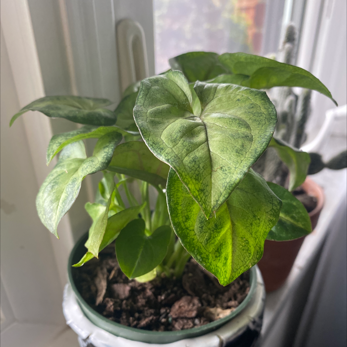 Red Heart plant photo by @IamReal named petra on Greg, the plant care app.