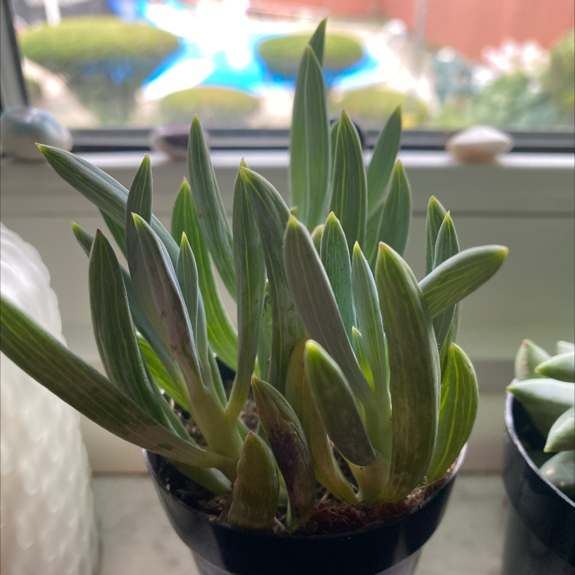 Narrow-Leaf Chalk Sticks plant in a small pot, healthy green leaves, well-framed.