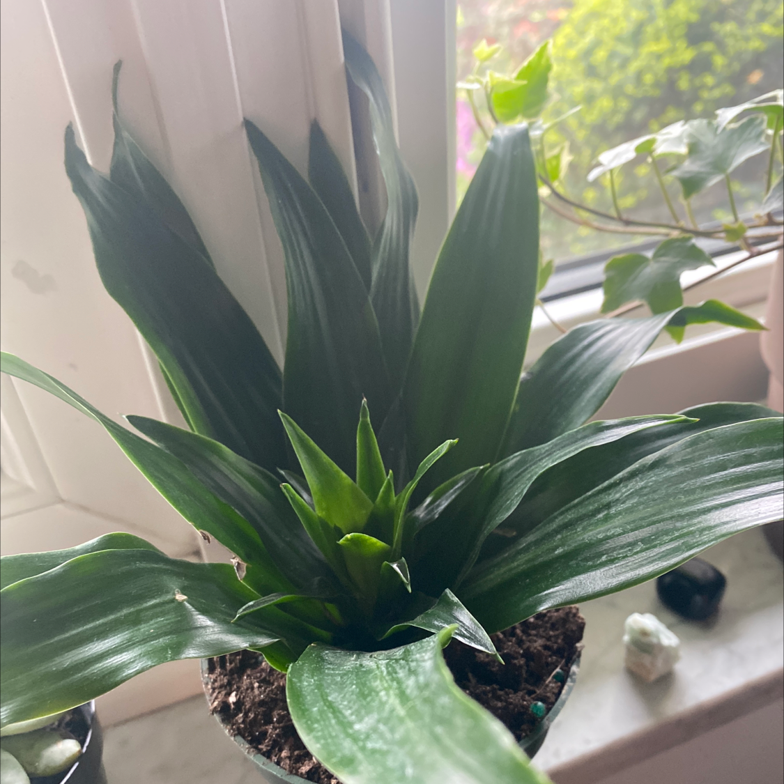Golden Flame Snake Plant plant photo by @IamReal named mikasa on Greg, the plant care app.