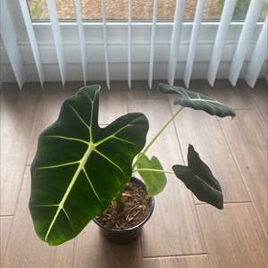 Alocasia 'Frydek' plant photo by @IamReal named brittney on Greg, the plant care app.