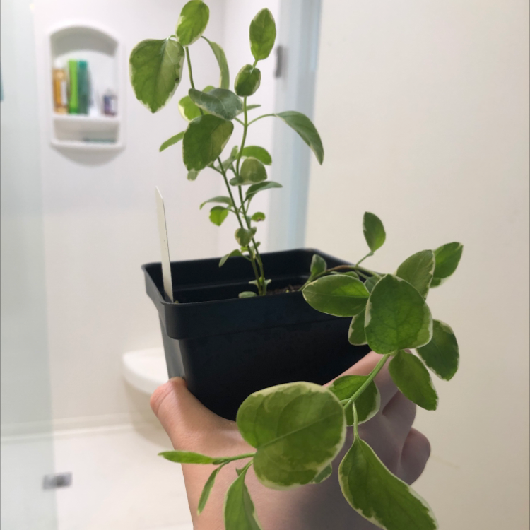 Hand holding a healthy, thriving Greater Periwinkle plant with lush green leaves, no discoloration or damage visible.