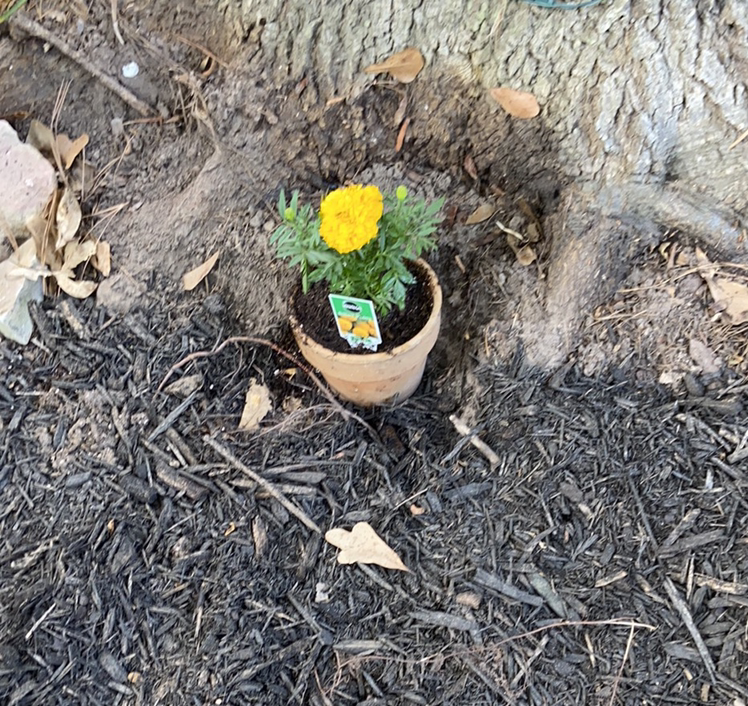 Potted African Marigold with a bright yellow flower placed near a tree trunk.