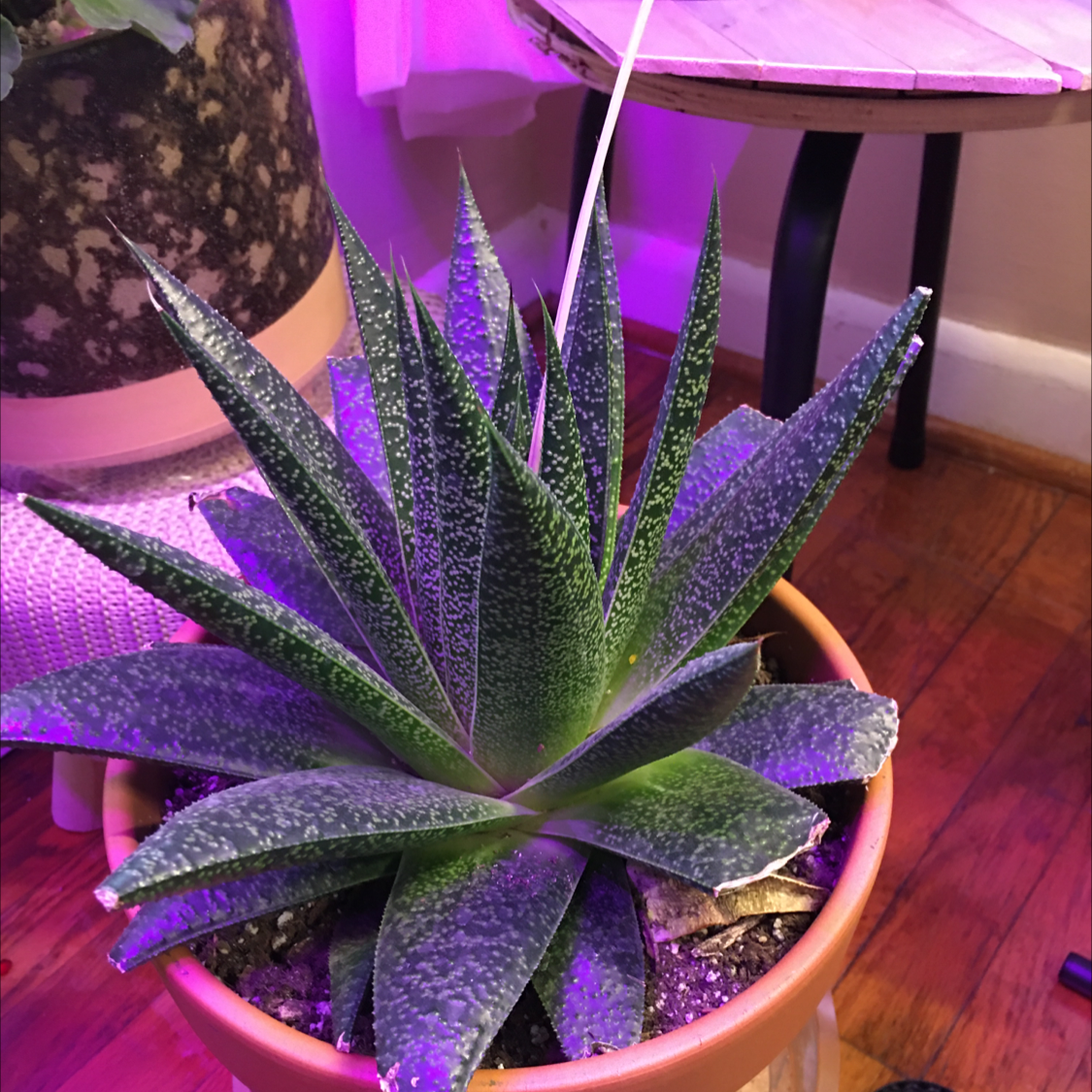 Gasteraloe 'Flow' plant in a pot with visible soil, well-framed and in focus.