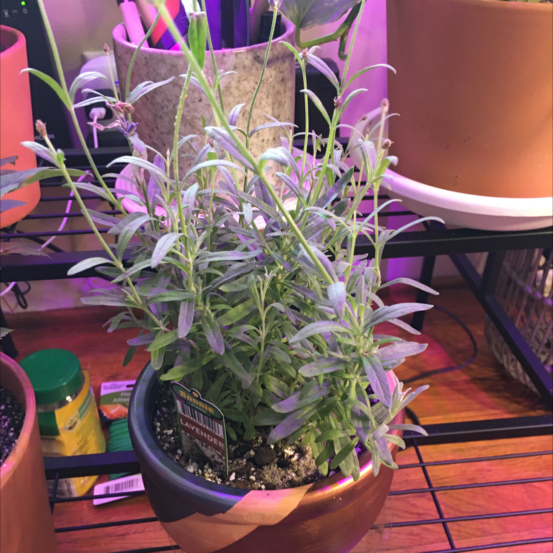 Potted Lavender plant with healthy green leaves, soil visible.