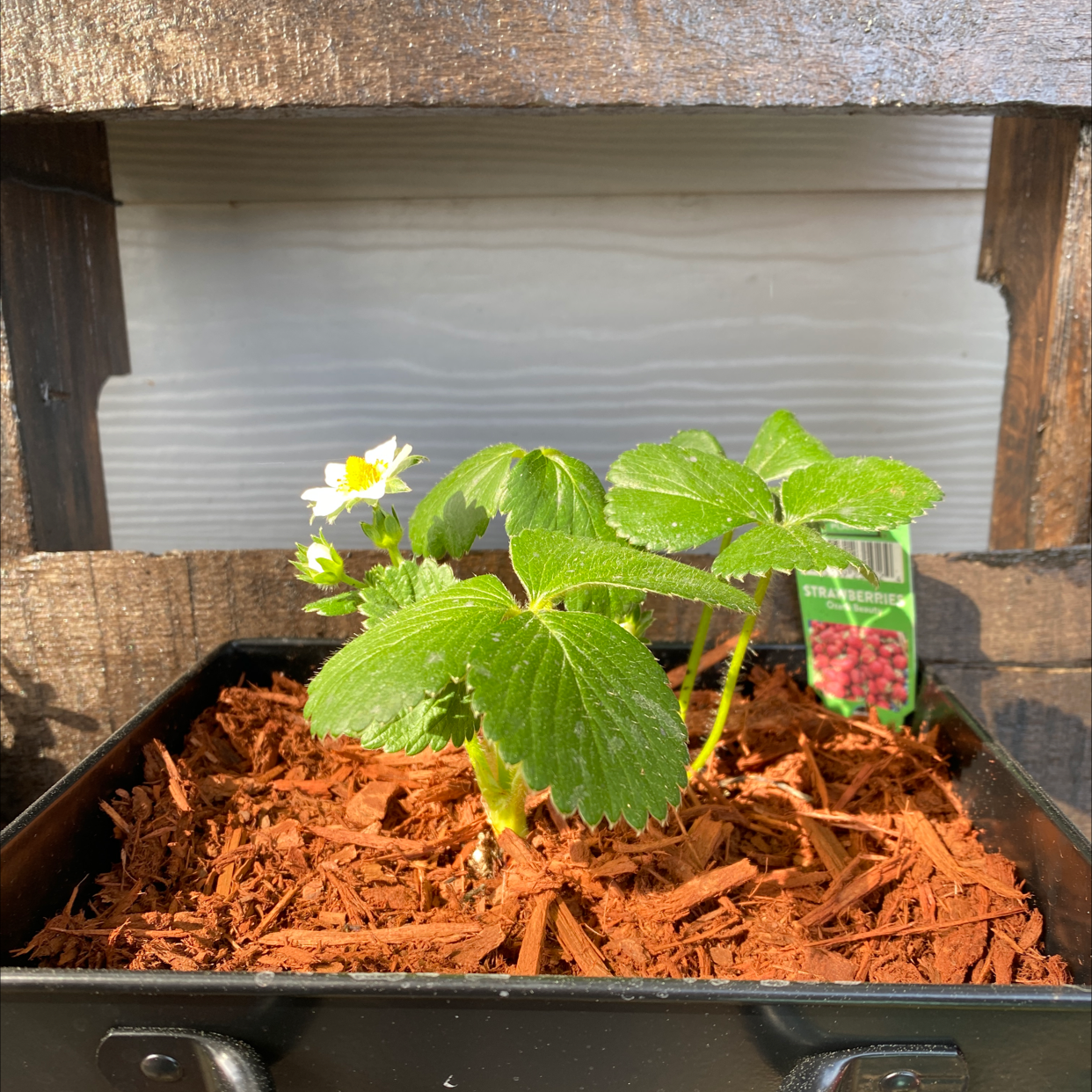 California Strawberry plant in a pot with green leaves and white flowers, visible soil and mulch.