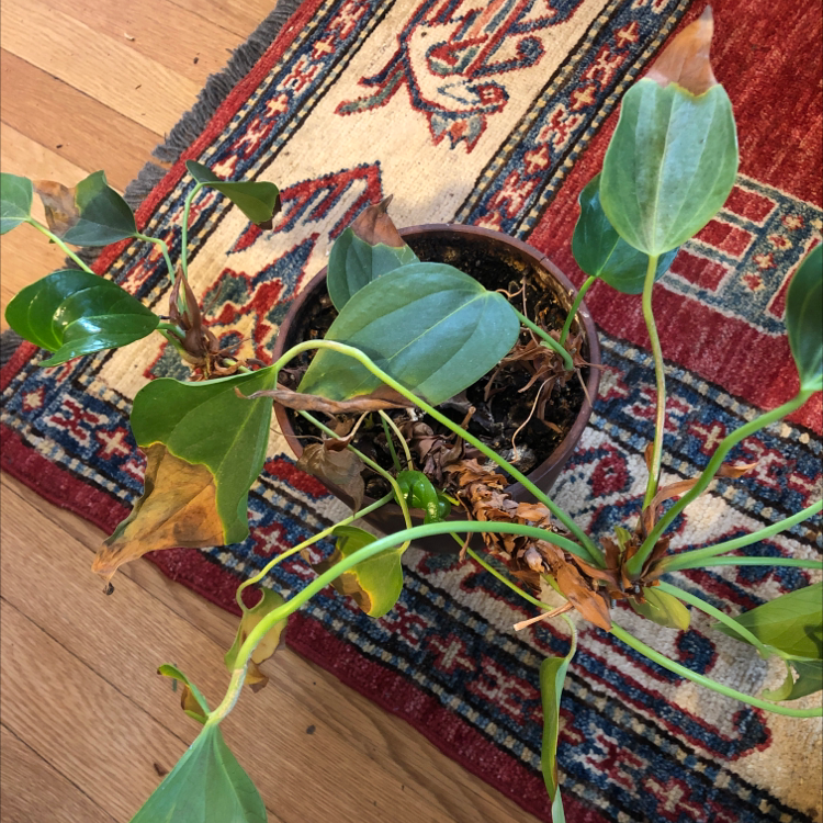 Healthy Anthurium clarinervium plant with large, heart-shaped leaves featuring striking white veins on deep green. Well-framed, focused image.