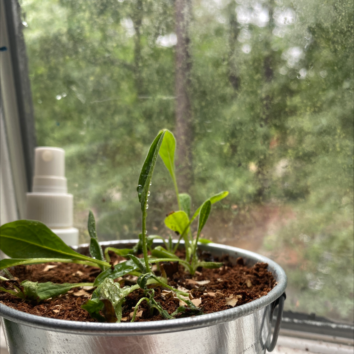 Potted false Forget-Me-Not plant near a window with visible soil and a spray bottle in the background.