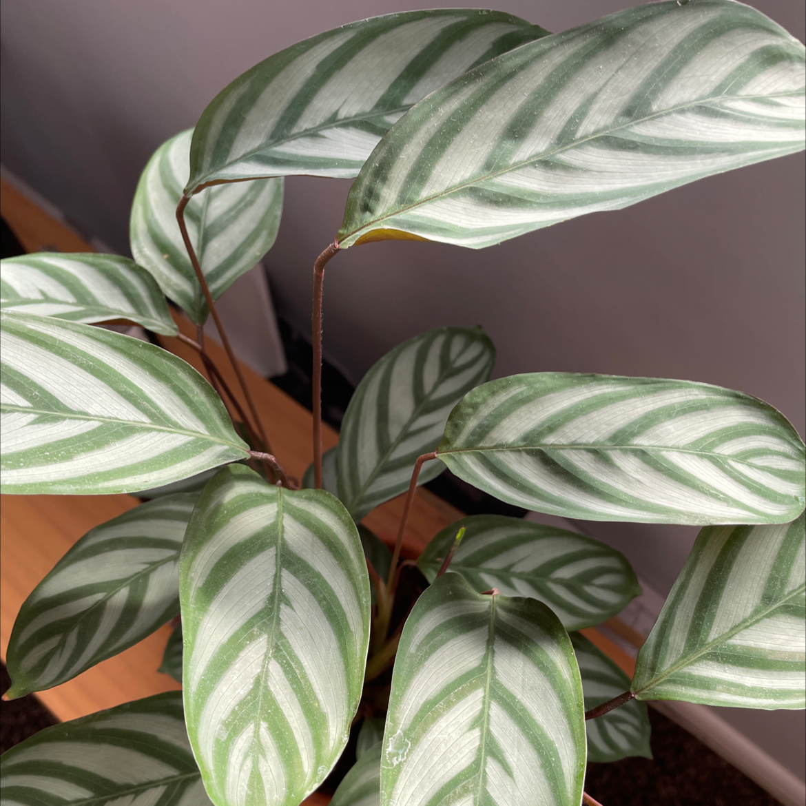 Never Never Ctenanthe plant photo by @joshy named Soma on Greg, the plant care app.