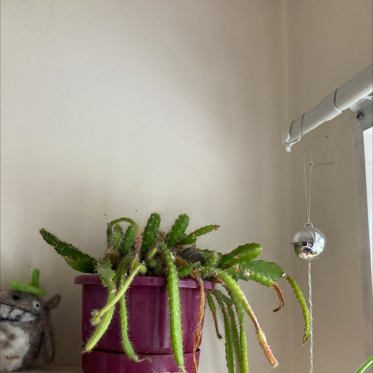 Dog Tail Cactus in a purple pot with some browning tips on the stems.