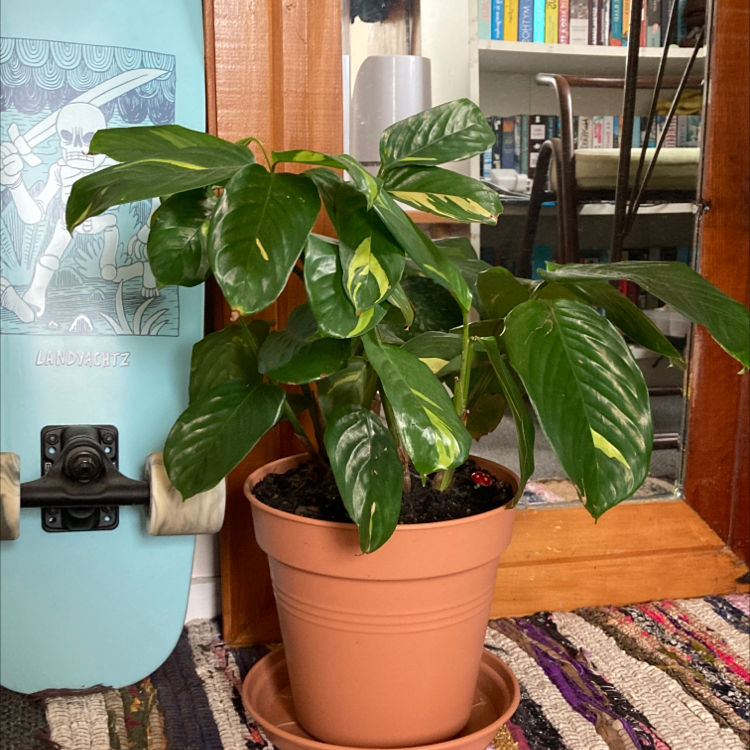 Indoor potted Golden Mosaic Plant with variegated leaves, skateboard and bookshelf in background.