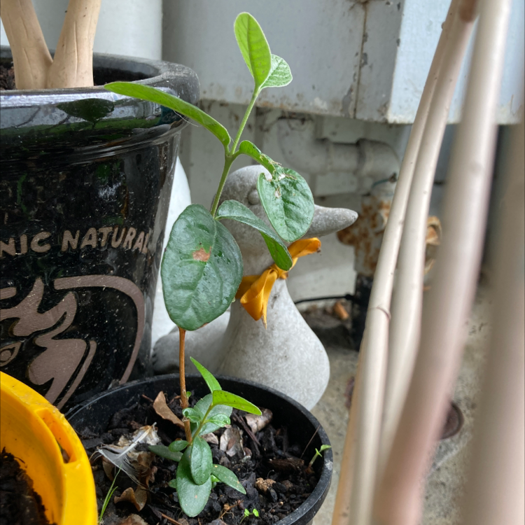 Young Feijoa plant in a pot with healthy green leaves, soil visible.