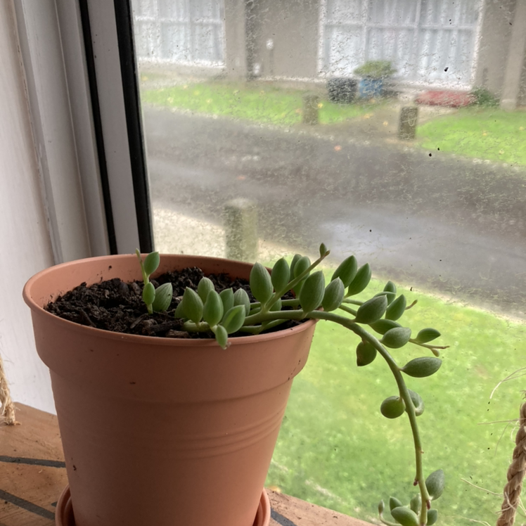 Potted String of Watermelons plant on a windowsill, healthy and well-framed.