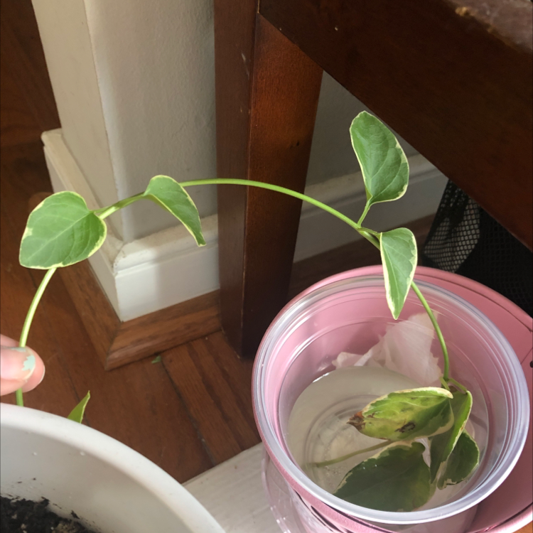 A hand pointing to a healthy Greater Periwinkle plant with vibrant green leaves in a small pink pot against a wooden background.
