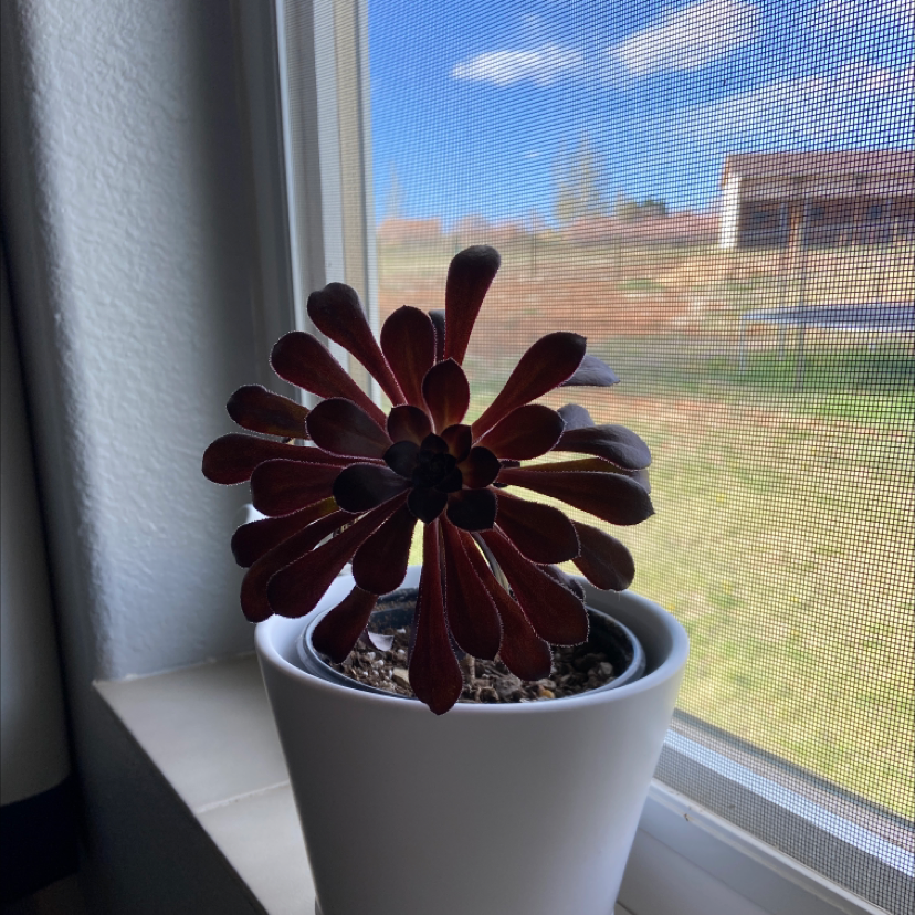 Aeonium arboreum 'Zwartkop' plant in a white pot on a windowsill.