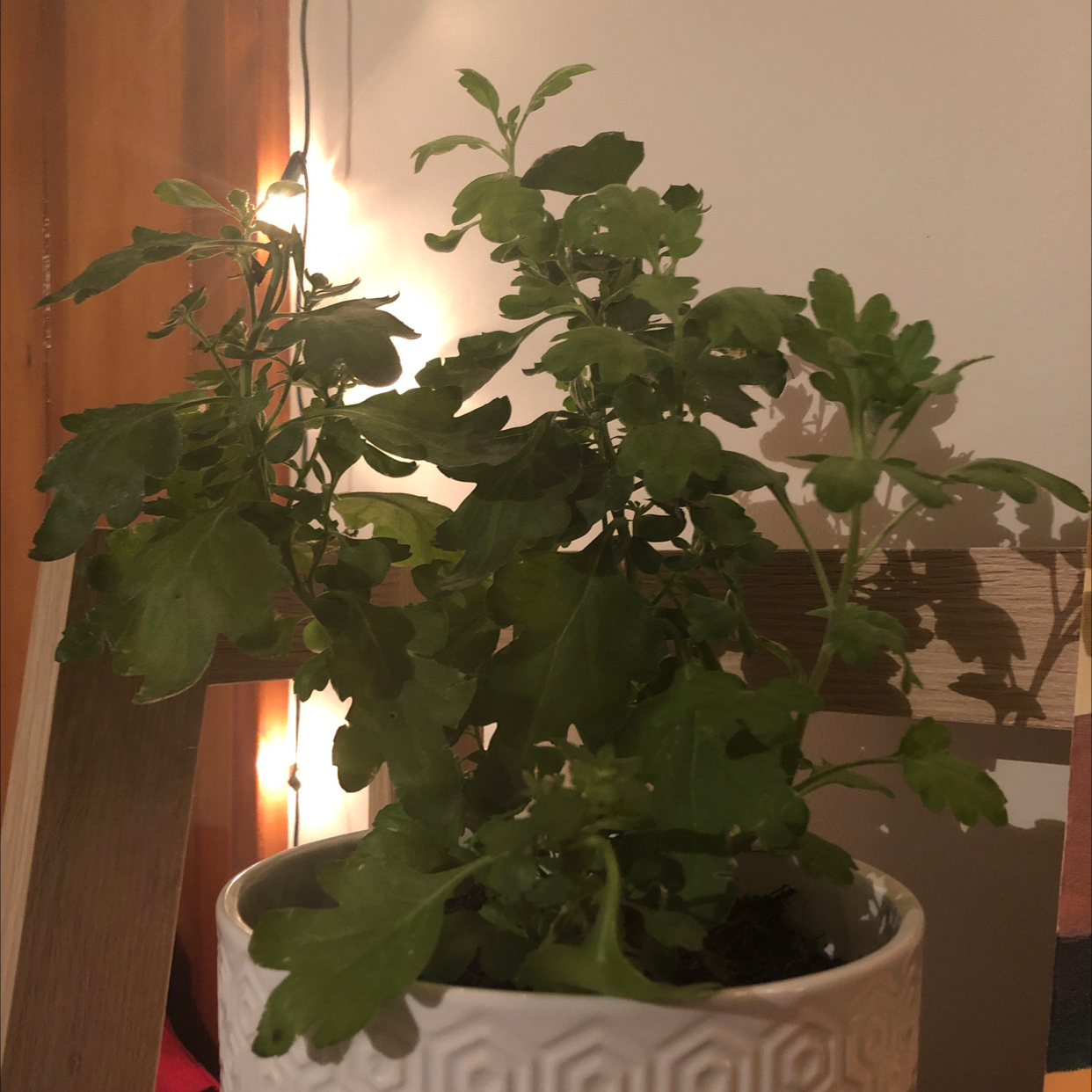 Photo of the plant species Wormseed by @ellasoasis named Terra on Greg, the plant care app