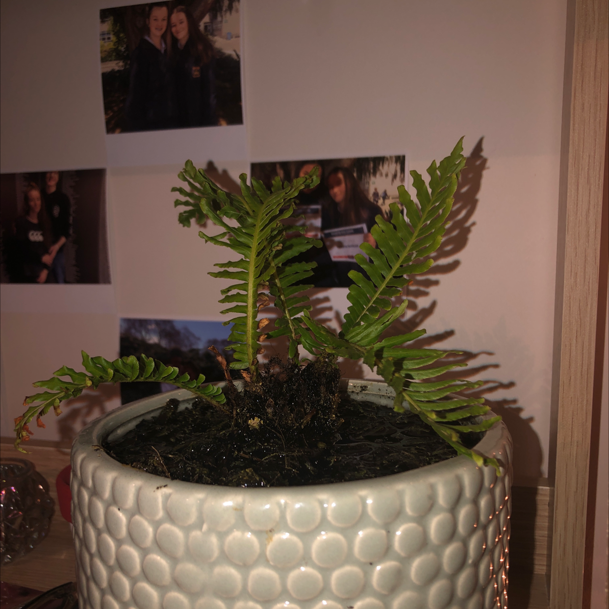 Photo of the plant species Silver Lady Fern by @ellasoasis named Lady Fern on Greg, the plant care app
