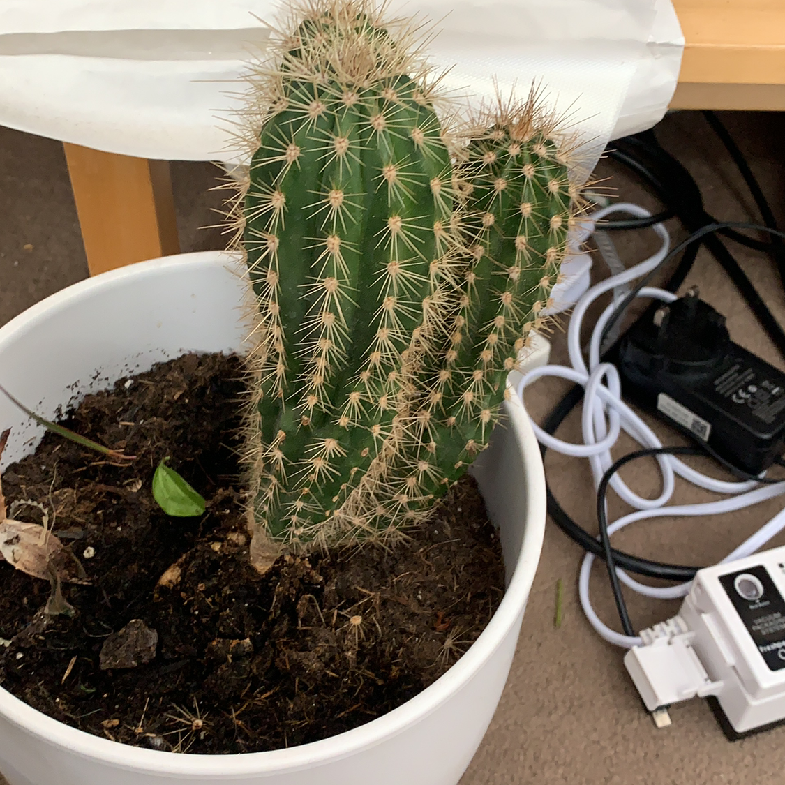 Photo of the plant species Candleholder Cactus by @chloeetallis named George on Greg, the plant care app