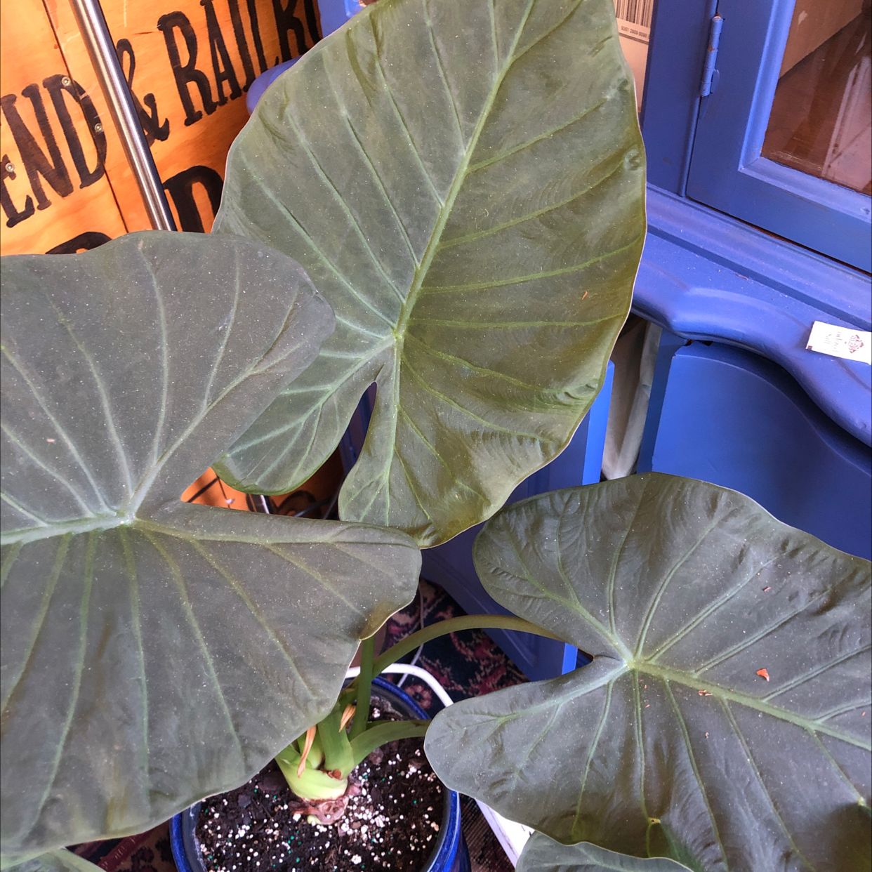 Healthy Alocasia 'Regal Shields' plant with large, dark green leaves in a blue pot.