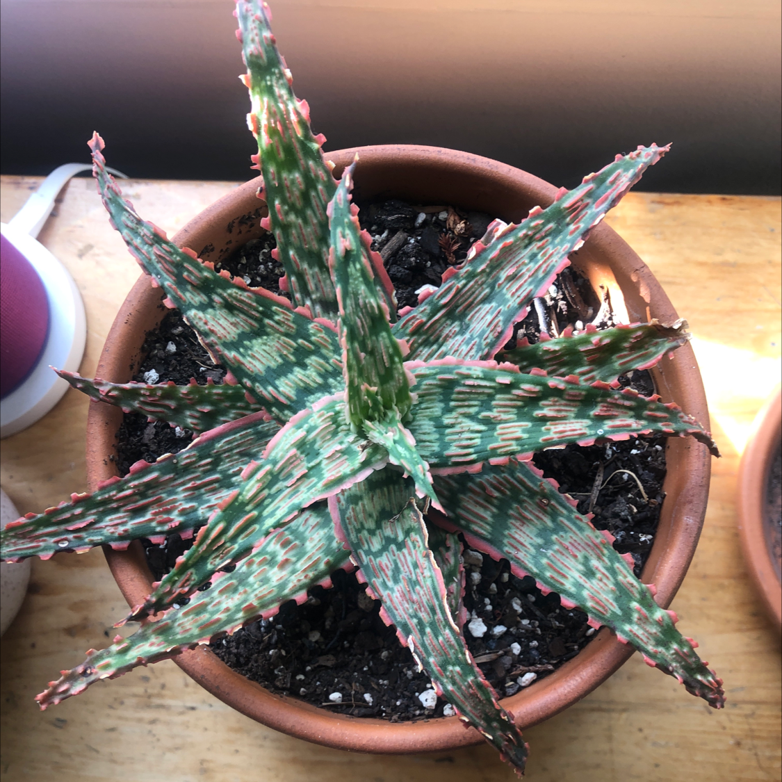 Pink Blush Aloe plant in a terracotta pot with visible soil.