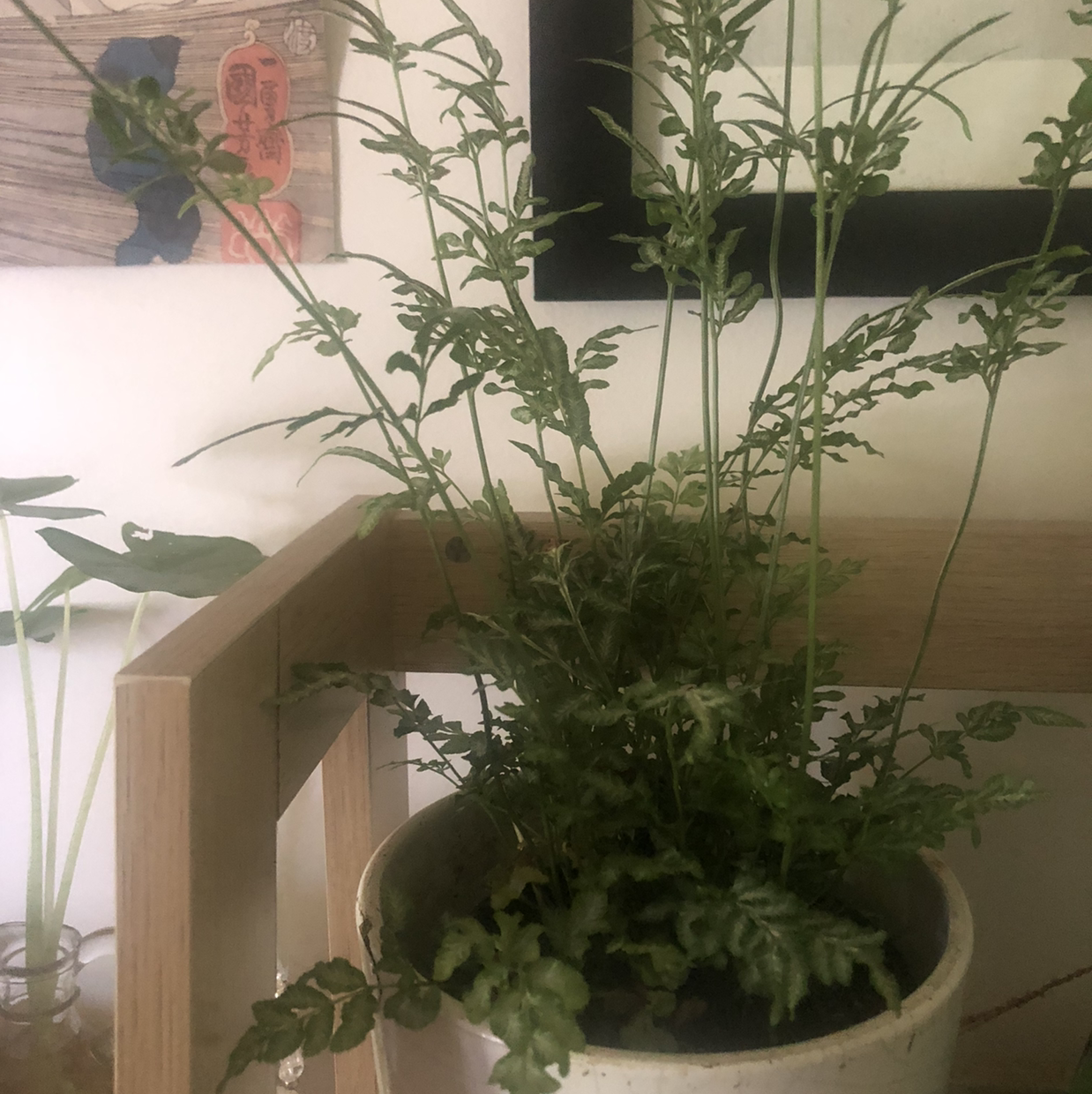 Potted Brake Fern with green fronds on a wooden shelf indoors.