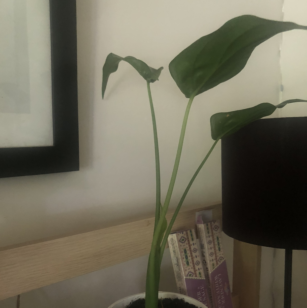 Alocasia 'Sarian' plant indoors near a lamp and picture frame.