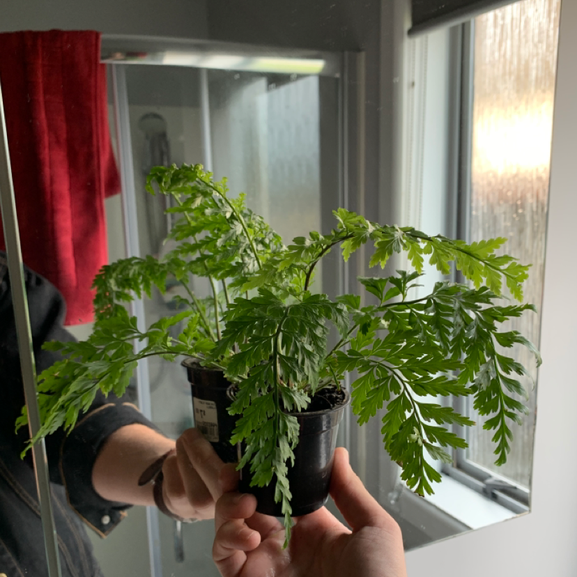 Photo of the plant species Hen and Chicken Fern by @alexjmitchell named Fernelope on Greg, the plant care app