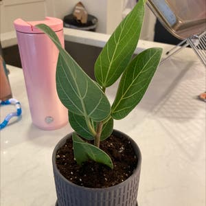 Audrey Ficus plant photo by @nlischke named Cecilia on Greg, the plant care app.