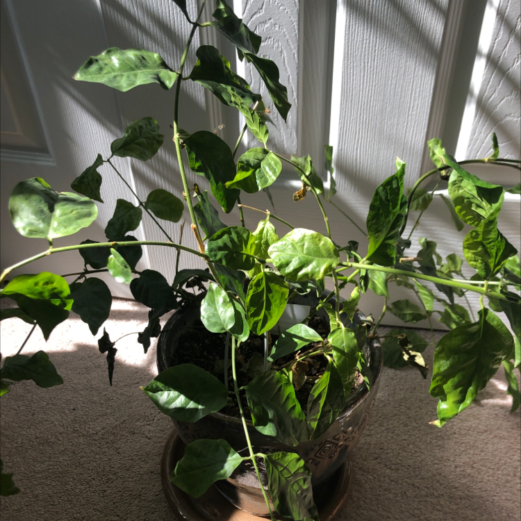 A thriving Arabian Jasmine plant with lush, dark green leaves, growing in a clay pot indoors.
