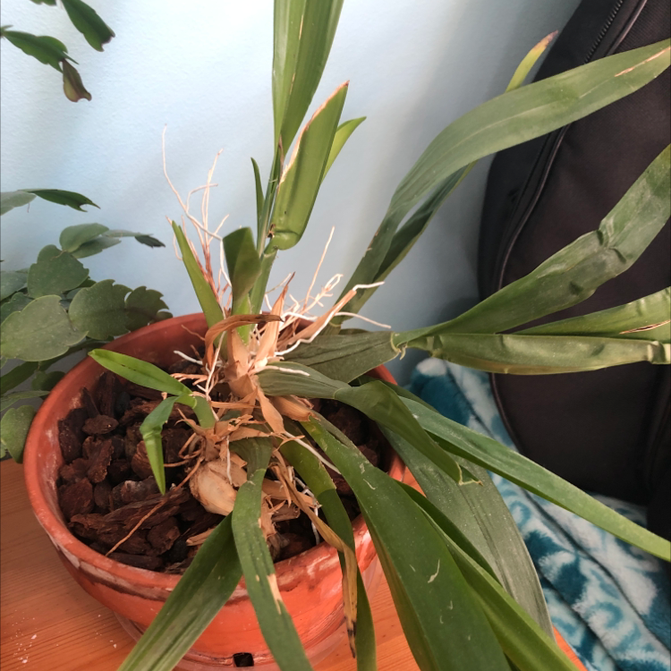 Potted Dancing-Lady Orchid with green leaves and visible roots, some leaves show browning and yellowing.