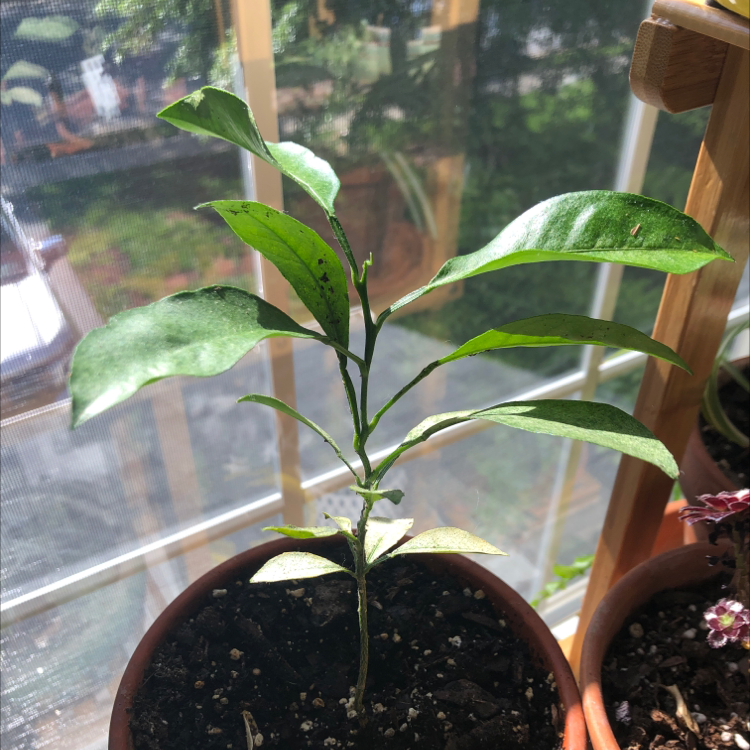 Young Grapefruit Tree in a pot near a sunny window with visible soil.