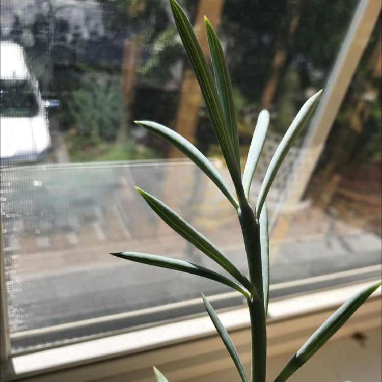 Blue Chalksticks plant with healthy blue-green leaves near a window.