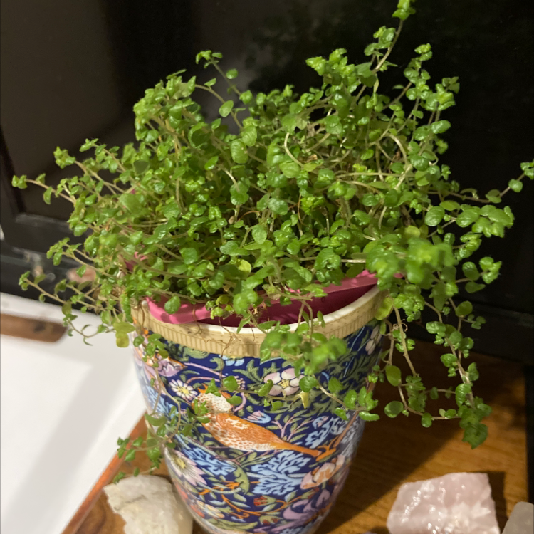 Healthy, lush Pilea Baby Tears plant with dense green foliage spilling over edges of colorful ceramic pot.