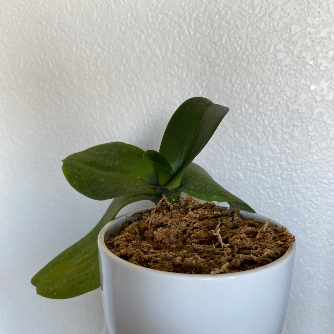 How To Cure 🏥 Rubber Plant Leaves Curling
