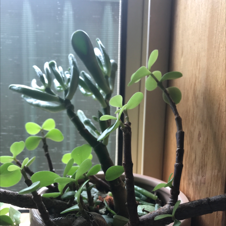 Lucky Plant plant photo by @CheezeNuggets named carl on Greg, the plant care app.